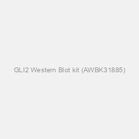 GLI2 Western Blot kit (AWBK31885)